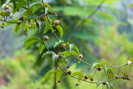 beautiful view of plant leaves exposed to morning dewの写真素材