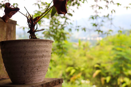panoramic view of potted plants outside with trees in the backgroundの写真素材
