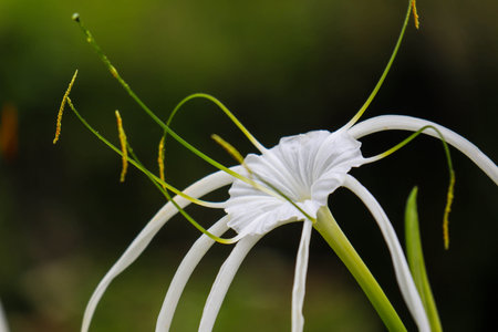 Hymenocallis littoralis or beach spider lily is a species of plant in the genus Hymenocallis. Usually used as an ornamental plantの写真素材