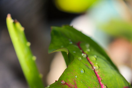 Plant of red and green leafy caladium cultivar (Caladium bicolor) fresh in the morning exposed to rain dewの写真素材