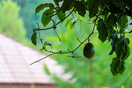 beautiful view of plant leaves exposed to morning dewの写真素材
