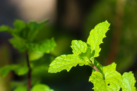 beautiful view of plant leaves exposed to morning dewの写真素材