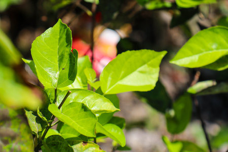 beautiful view of plant leaves exposed to morning dewの写真素材