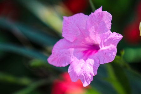 Kencana wild purple (Ruellia tuberosa) or Pletekan is a purple herbaceous plant that has dry seeds which can explode if exposed to dew.の写真素材