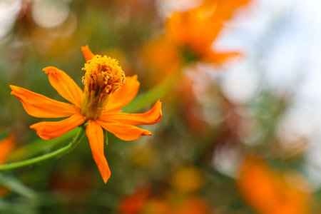 Sulfur canary, Cosmos sulphureus is a flowering plant native to Mexico. This plant is the natural habitat of the insect Anagrus nilaparvatae.の写真素材