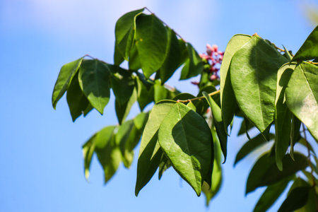 beautiful view of plant leaves exposed to morning dewの写真素材