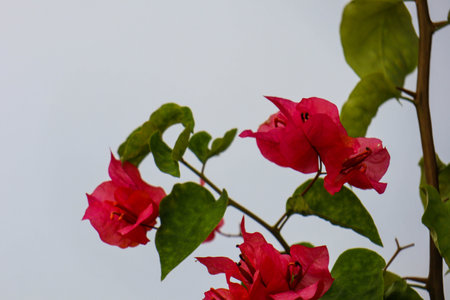 Bougainvillea glabra or lesser paper flower is the most commonly used bougainvillea species for bonsai plantsの写真素材