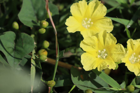 Yellow Merremia hederacea flowers grow wild in the fields.の写真素材