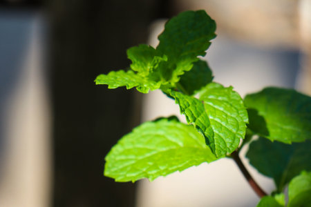 beautiful view of plant leaves exposed to morning dewの写真素材