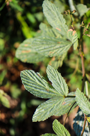 beautiful view of plant leaves exposed to morning dewの写真素材