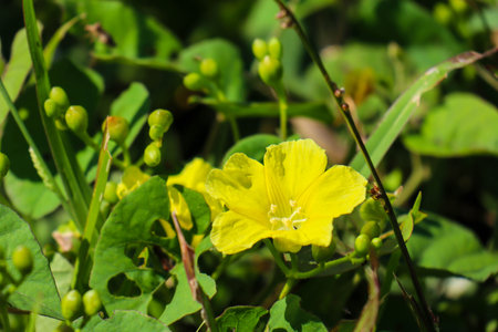 Yellow Merremia hederacea flowers grow wild in the fields.の写真素材