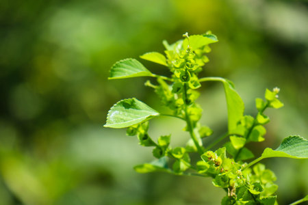 beautiful view of plant leaves exposed to morning dewの写真素材