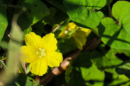 Yellow Merremia hederacea flowers grow wild in the fields.の写真素材
