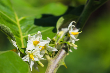 Solanum carolinense, Carolina horsenettle is a herbaceous perennial native to the southeastern United Statesの写真素材