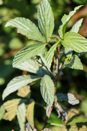 beautiful view of plant leaves exposed to morning dewの写真素材