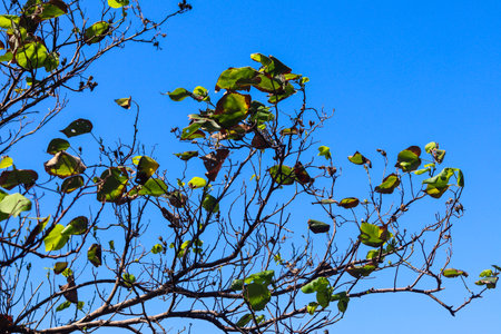 beautiful view of plant leaves exposed to morning dewの写真素材