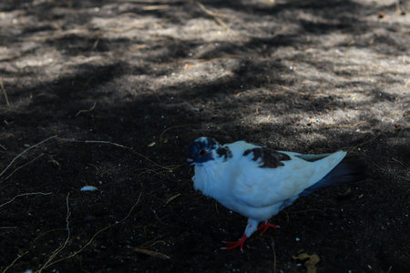 dove view white is enjoying a walk on the sand of Cacalan beach, Banyuwangiの写真素材