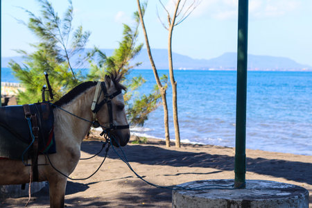 Horses relax waiting for tourists to rent them for horseback riding, on the Cacalan beach, Banyuwangiの写真素材