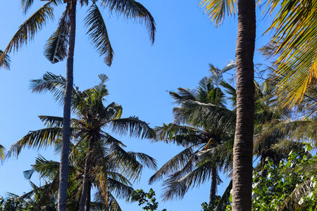 Portrait of coconut trees on the beach with ripe and orange coconutsの写真素材