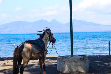 Horses relax waiting for tourists to rent them for horseback riding, on the Cacalan beach, Banyuwangiの写真素材