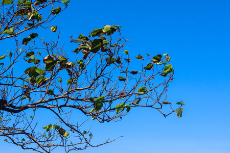 beautiful view of plant leaves exposed to morning dewの写真素材