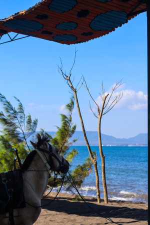 Horses relax waiting for tourists to rent them for horseback riding, on the Cacalan beach, Banyuwangiの写真素材