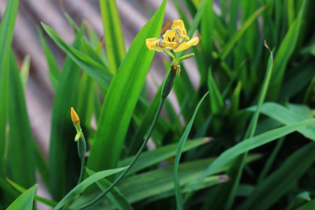 portrait of an ornamental plant, lively and fresh with dew in the morningの写真素材