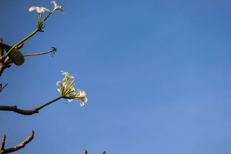 Plumeria alba flower is a species of the genus Plumeria. it has narrow elongated leaves, large white flowers and a strong aroma.の写真素材