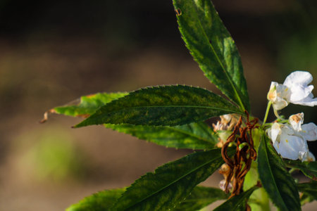 beautiful view of plant leaves exposed to morning dewの写真素材