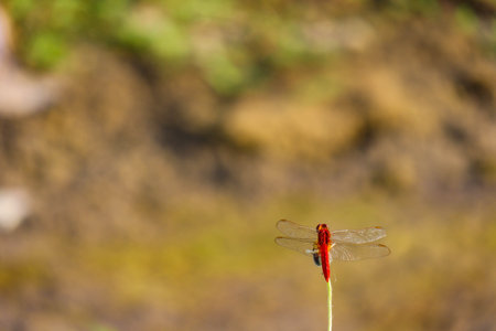 dragonfly hanging on a tree branchの写真素材