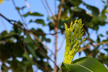 beautiful view of plant leaves exposed to morning dewの写真素材