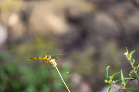 dragonfly hanging on a tree branchの写真素材