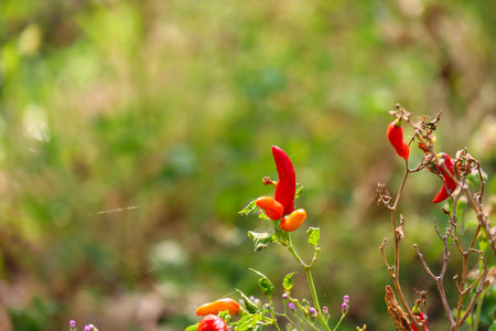 Cayenne pepper that looks fresh and fresh is ready to be harvested