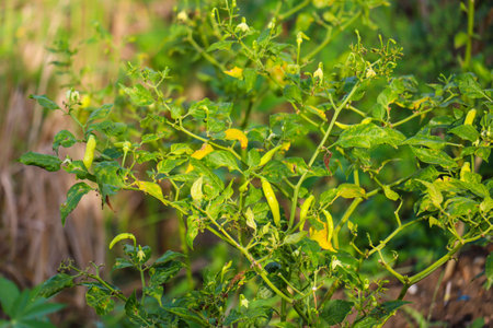 Cayenne pepper that looks fresh and fresh is ready to be harvestedの写真素材