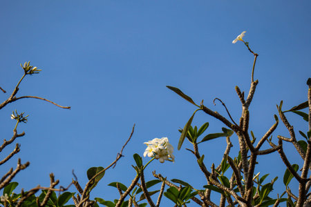 Plumeria alba flower is a species of the genus Plumeria. it has narrow elongated leaves, large white flowers and a strong aroma.の写真素材