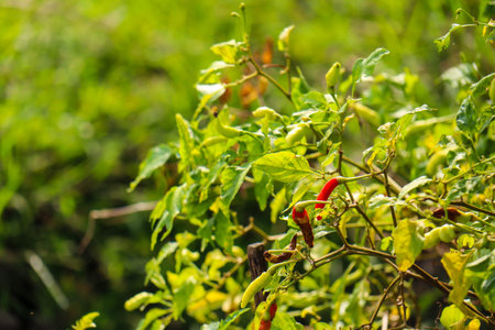 Cayenne pepper that looks fresh and fresh is ready to be harvestedの写真素材