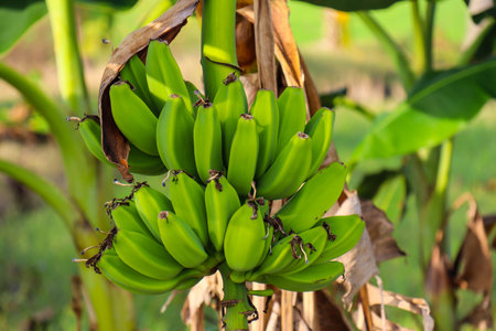 A bunch of green bananas that are about to ripen in a fresh green color, banana tree backgroundの写真素材