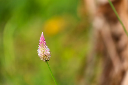 selective focus of ornamental plant jengger ayam or commonly called celosia argentea, can grow...