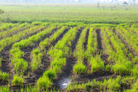 Indonesia is an agricultural country, has a very wide expanse of agricultural land. Almost all districts in Indonesia have rice fields.の写真素材