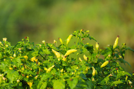 Cayenne pepper that looks fresh and fresh is ready to be harvestedの写真素材