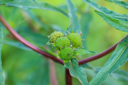 beautiful view of plant leaves exposed to morning dewの写真素材