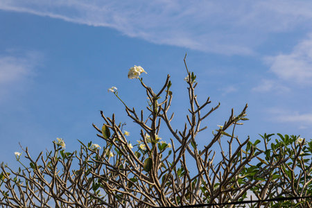 Plumeria alba flower is a species of the genus Plumeria. it has narrow elongated leaves, large white flowers and a strong aroma.の写真素材
