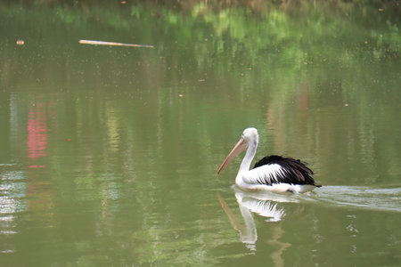 beautiful pelicans swimming in the lake.の写真素材