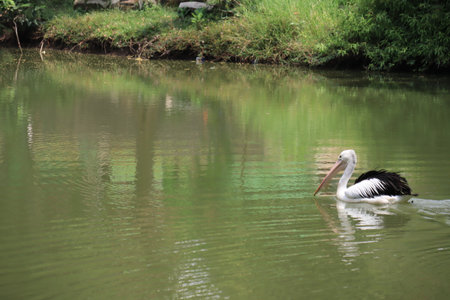 beautiful pelicans swimming in the lake.の写真素材