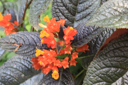Episcia is a genus of flowering plants in the African violet family, Gesneriaceae.の写真素材