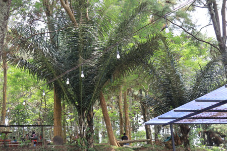 cool and fresh natural scenery with trees during the day pijar gardenの写真素材