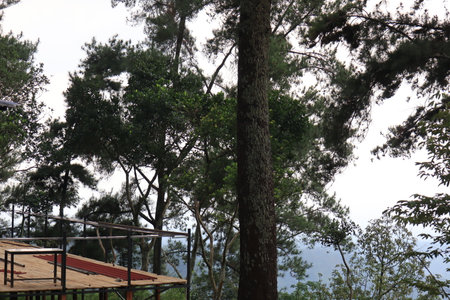 cool and fresh natural scenery with trees during the day pijar gardenの写真素材
