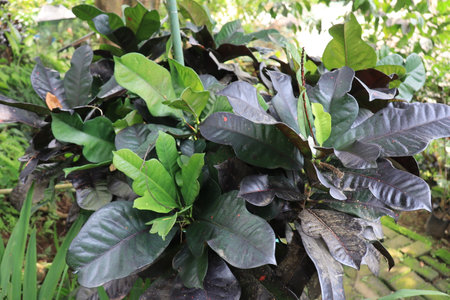 beautiful view of plant leaves exposed to morning dewの写真素材