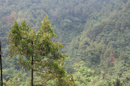cool and fresh natural scenery with trees during the day pijar gardenの写真素材