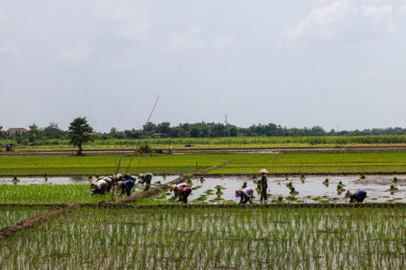 Kudus,December 2022. A lush, rural landscape of marshy paddy fields and pastures, filled with grasses and crops beneath a vast sky streaked with clouds.の写真素材